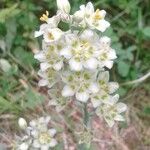 Anticlea elegans Fiore