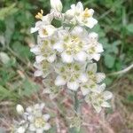 Anticlea elegans Blomma