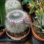 Mammillaria hahniana برگ