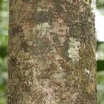 Licania densiflora Bark