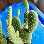 Opuntia microdasysLeaf