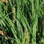 Carex vulpina Folha