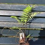 Dryopteris wallichiana Blatt