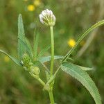 Trifolium strictum Plante entière