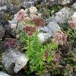 Eupatorium cannabinum Habit