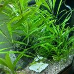 Hygrophila corymbosa List