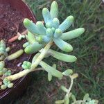 Sedum allantoides Lapas