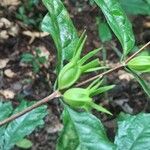 Coffea mannii Plod