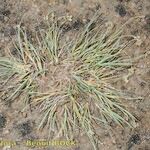 Carex bicolor Habit