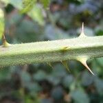 Rubus bracteatus Rhisgl