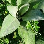 Verbascum phlomoides List