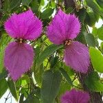 Dalechampia aristolochiifolia Flor