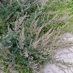 Artemisia vulgarisFlor