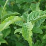 Elaeagnus multiflora Blad