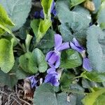 Viola hirta Flower