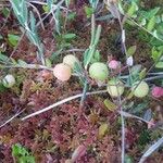 Vaccinium oxycoccos Fruit