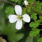 Cardamine graeca Feuille