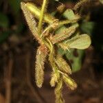 Calopogonium mucunoides Fruit