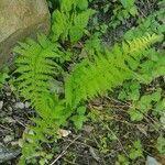 Thelypteris noveboracensis Blatt