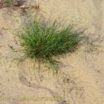 Eragrostis pectinacea 形態