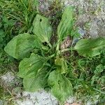 Plantago majorLeaf