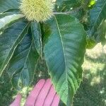 Castanea mollissima Leaf