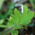 Ranunculus orthorhynchus Hoja