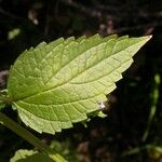 Scutellaria lateriflora Leaf