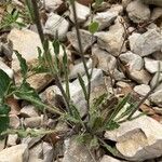 Biscutella laevigata Leaf