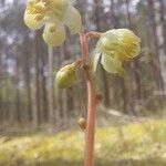 Pyrola chlorantha Flor