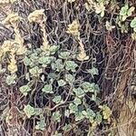 Aeonium goochiae Hoja