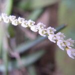 Bolusiella zenkeri Flower