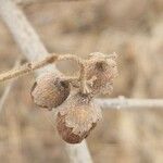 Cordia monoica Fruto