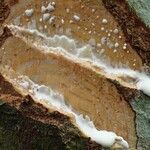 Funtumia africana Ŝelo