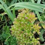 Crithmum maritimumLorea