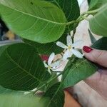 Saba senegalensis Flower