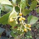 Psychotria carthagenensis Fruto