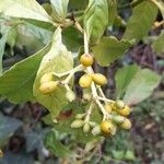 Psychotria carthagenensis Froito