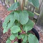 Actinidia arguta Fuelha