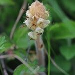 Orobanche pubescens Fleur