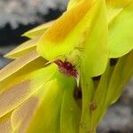 Bulbophyllum occultum Blüte