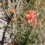 Castilleja tenuiflora Habitus