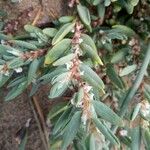 Polygonum maritimum Hostoa