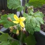 Chelidonium majusBlomst