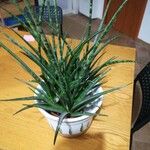 Dracaena stuckyi Blatt