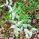 Pycnanthemum incanum Leaf