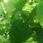 Lactuca alpina Leaf