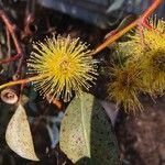 Eucalyptus preissiana Flower