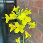 Brassica rapaFlower