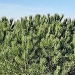 Pinus pinea Blatt